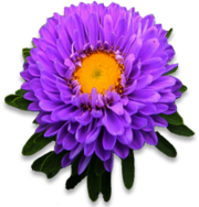 Single Purple Aster