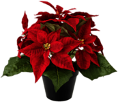 Artificial Poinsettias