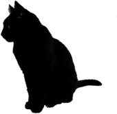 Black Cat Sitting