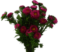 Aster Bouquet