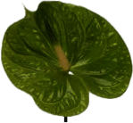 Green Anthurium