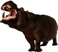 Hippopotamus Up