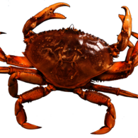 Crab