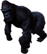 Gorilla