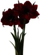 Red Pearl Amaryllis