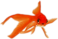Goldfish With Very Long Tail