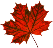 Large Maple Leaf