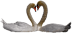 Swan Couple