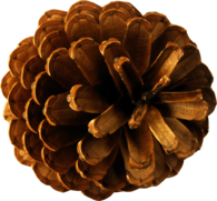 Pine Cone Top