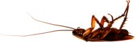 Cockroach On Back
