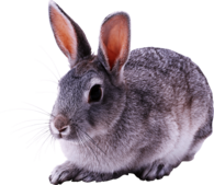 Great Rabbit Sitting