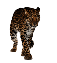 Leopard Walking Front