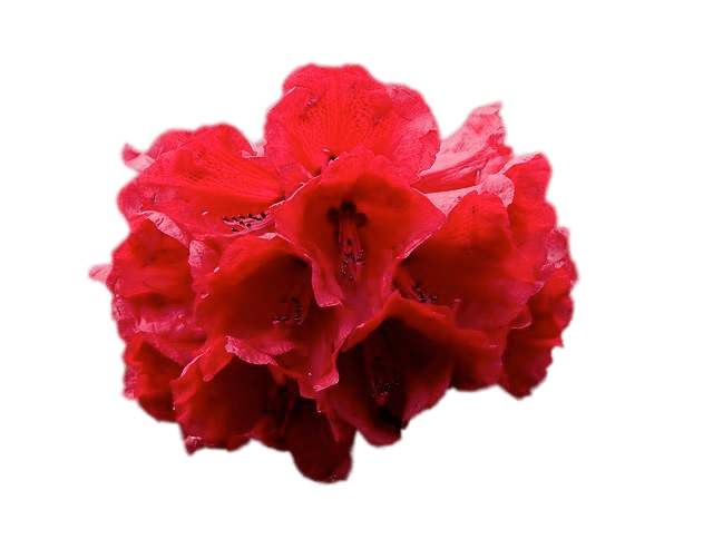 Red Rhododendron