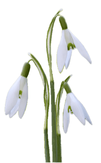 Three Snowdrops