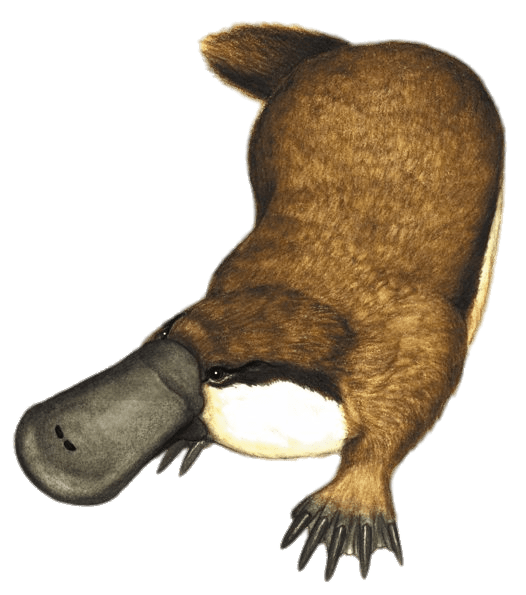 Platypus Illustration