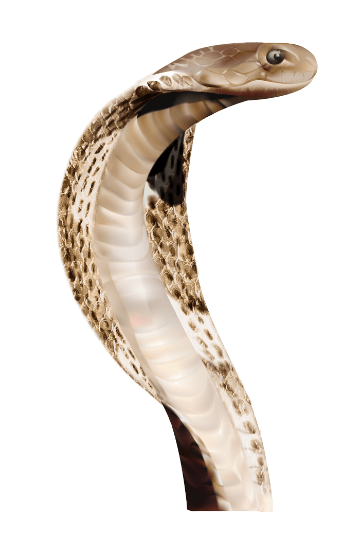 Cobra Head Snake