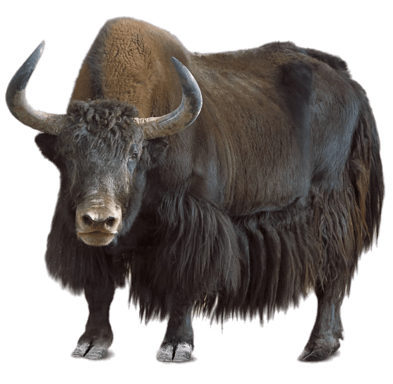 Yak