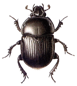Beetle Black Large