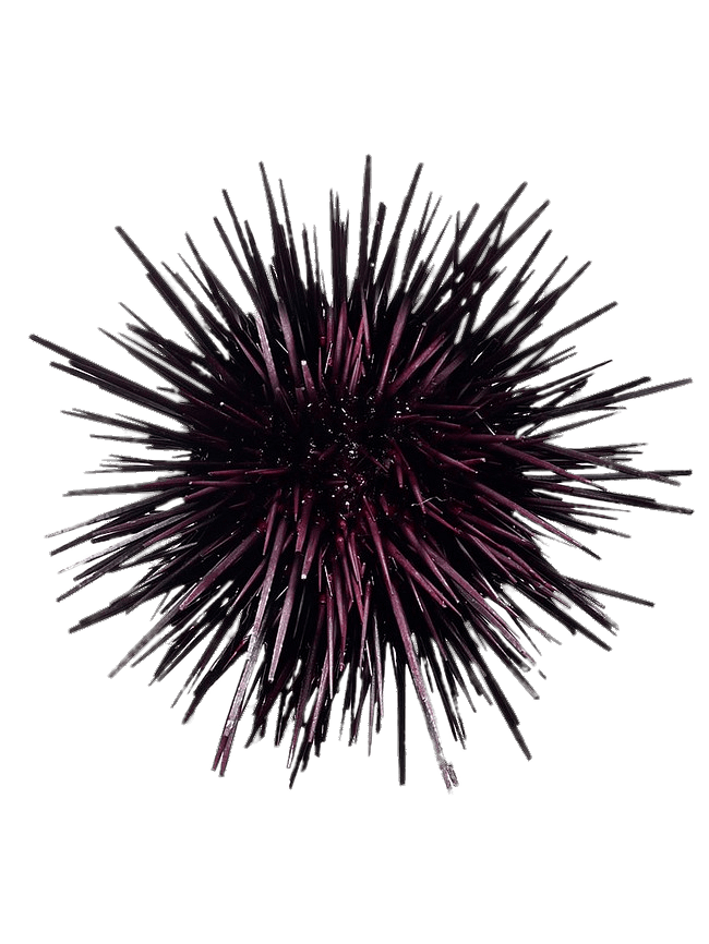 Purple Sea Urchin
