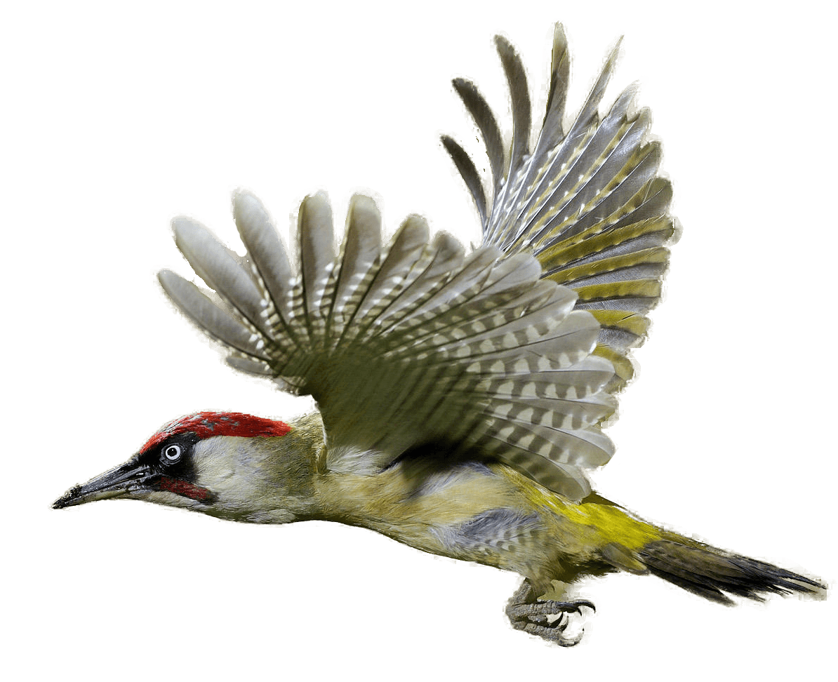 Woodpecker Flying
