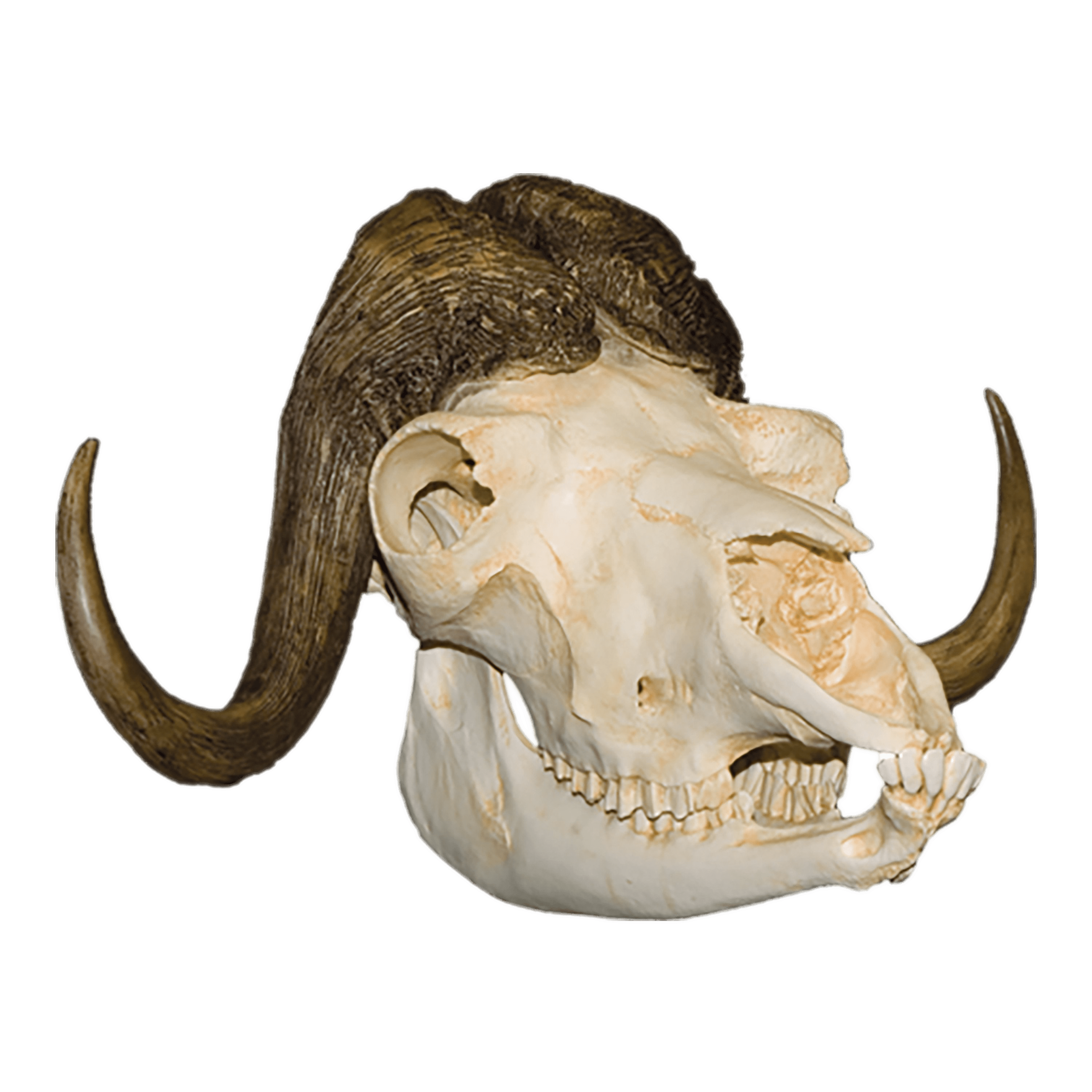 Musk Ox Skull