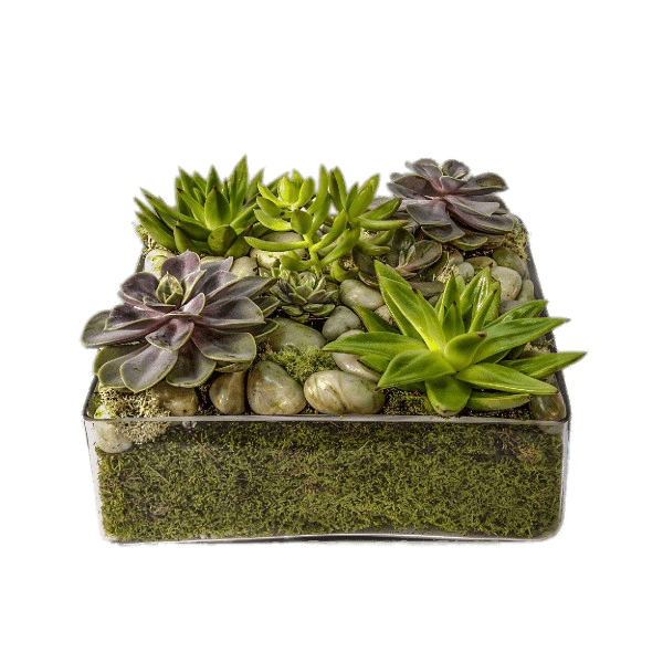 Glass Container With Succulents