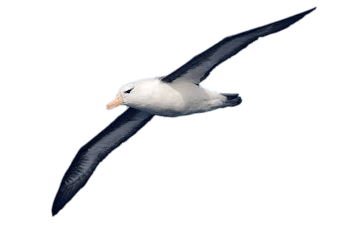 Albatross