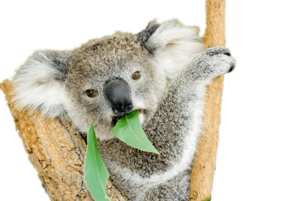 Koala Bear Eating Eucalyptus