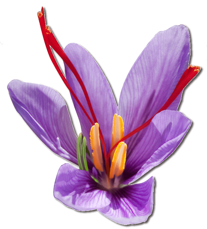 Purple Saffron Flower