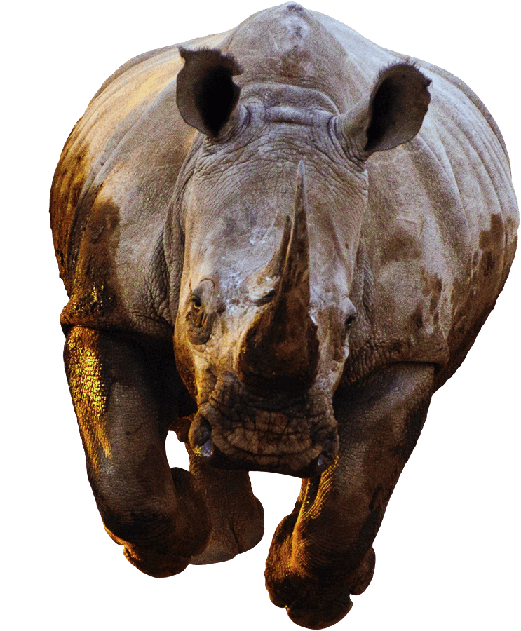 Rhino Front View Running