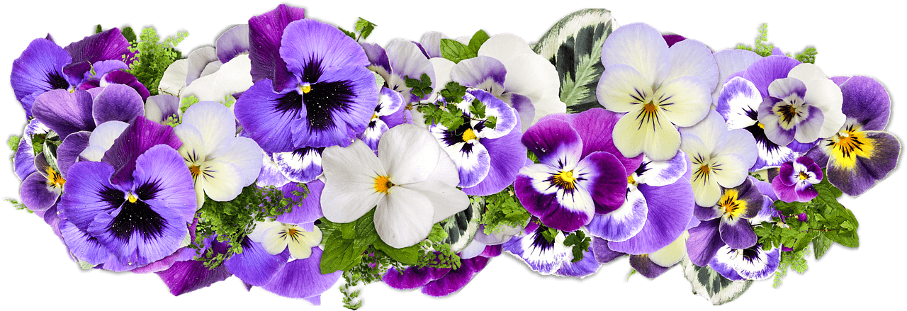 Flowers Violet Presentation