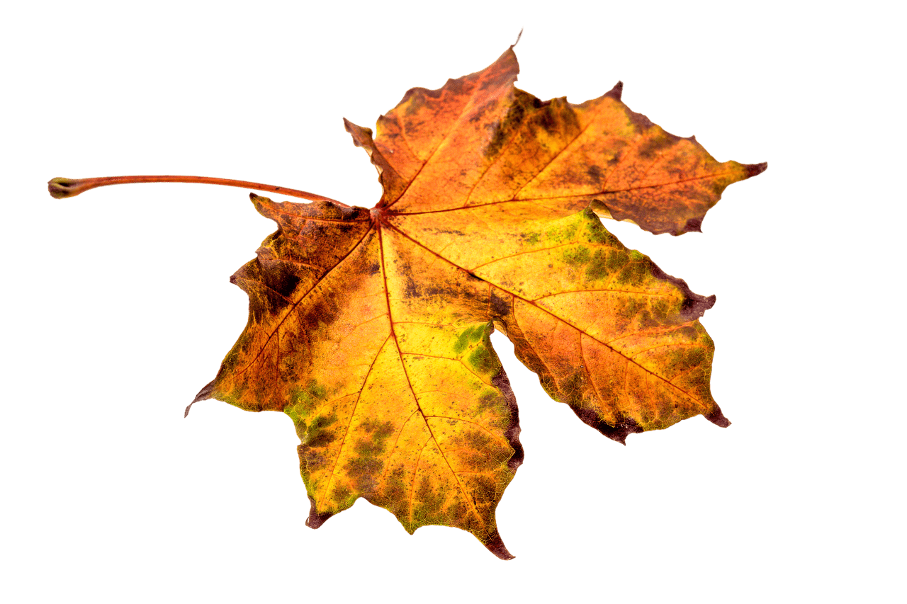 Autumn Brownish Leaf