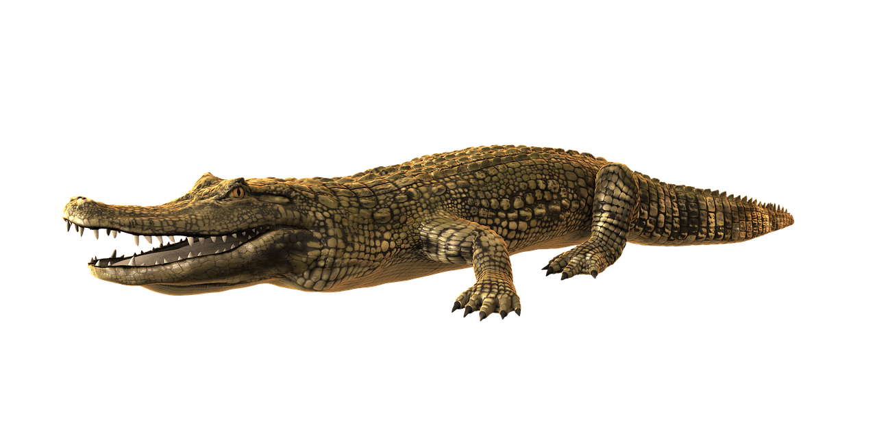 Caiman