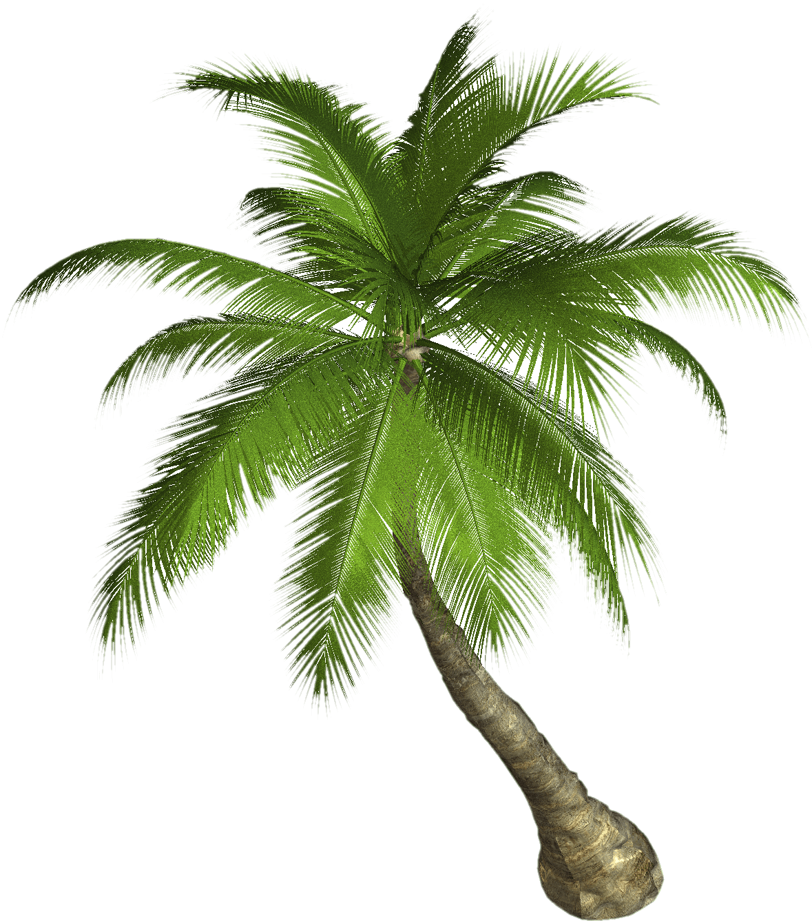 Palm Tree