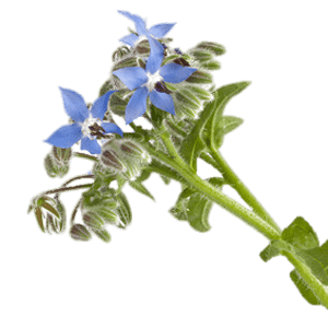 Borage