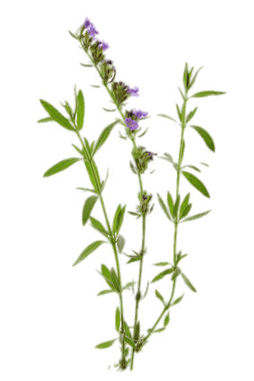 Hyssop