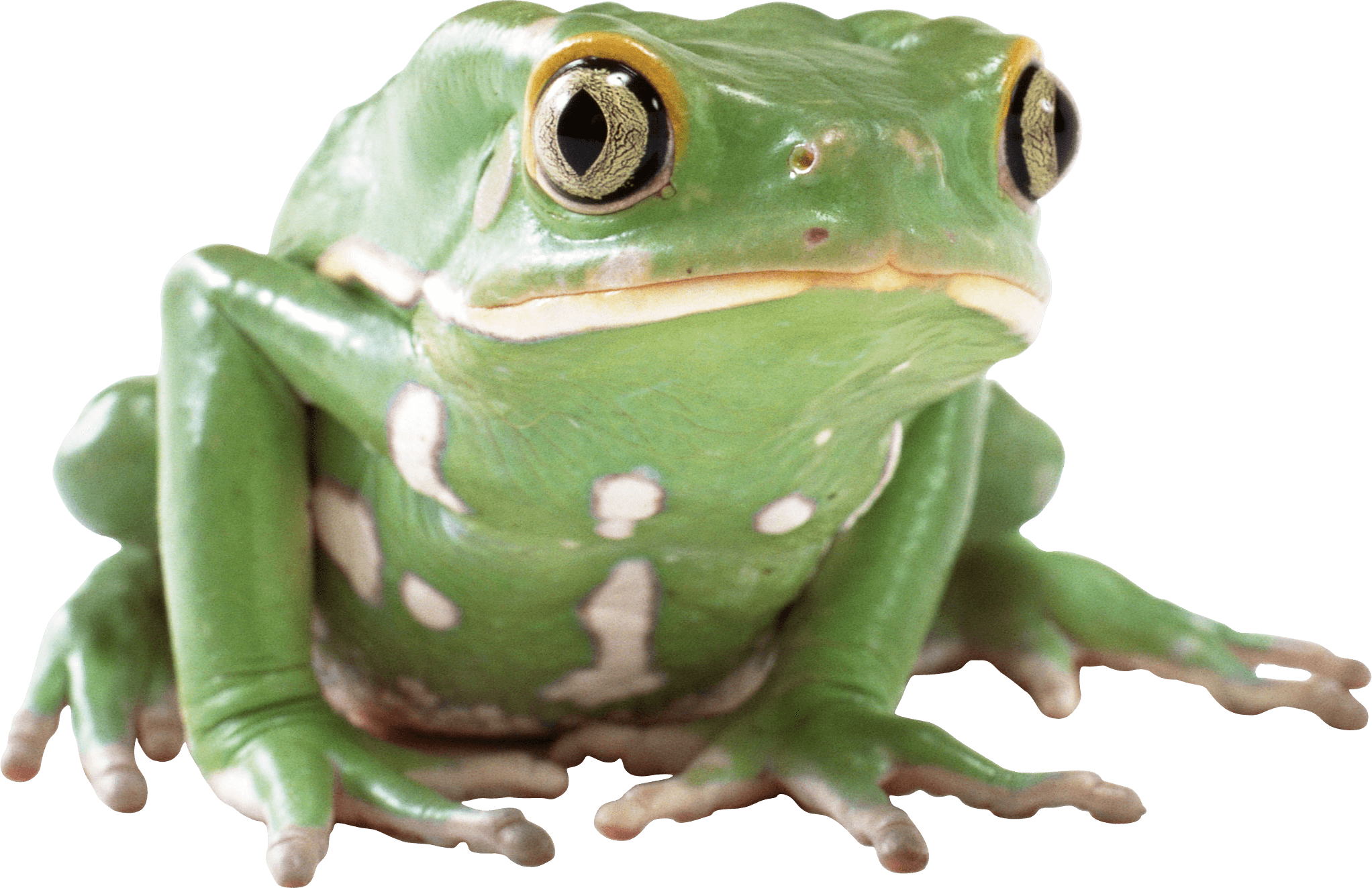 Green Frog