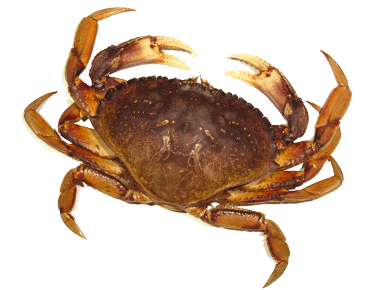 Crab Brown