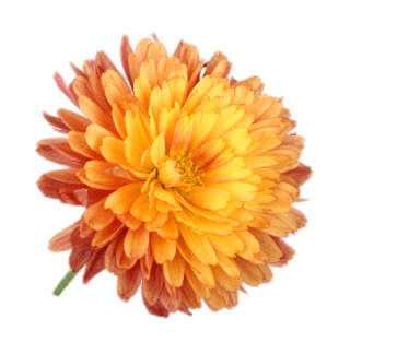 Orange Chrysanthemum