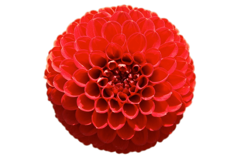 Red Pompom Chrysanthemum