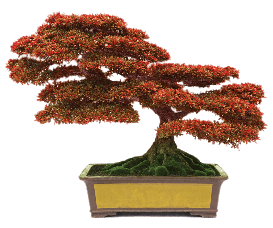 Bonsai With Red Leaves