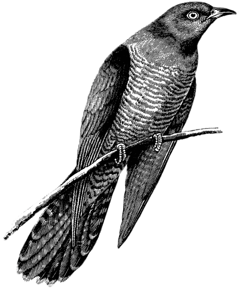 Cuckoo Drawing Black and White
