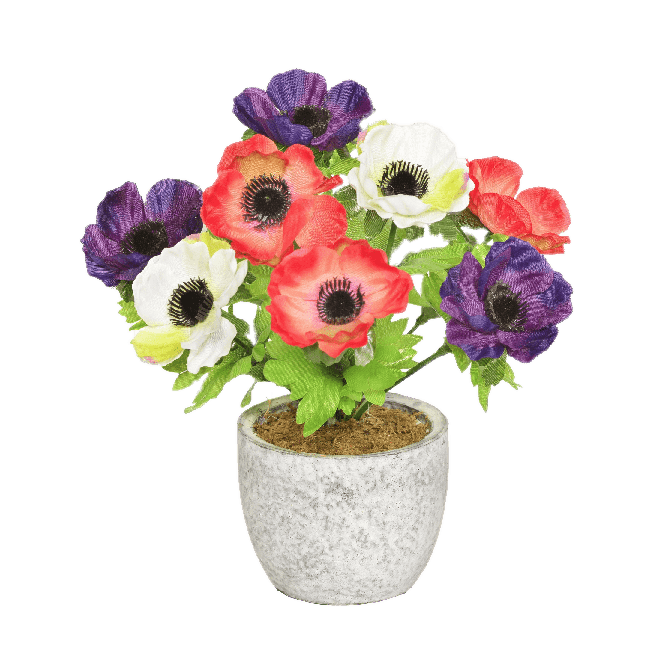 Colourful Anemones In A Pot