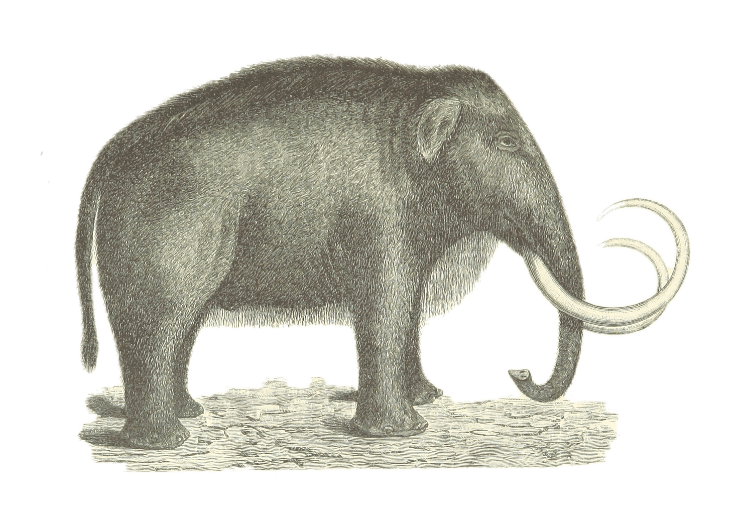 Mammoth Retro Picture Clipart