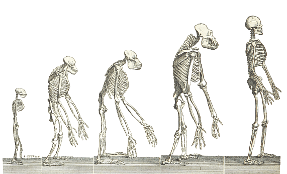 The Evolution Of Man