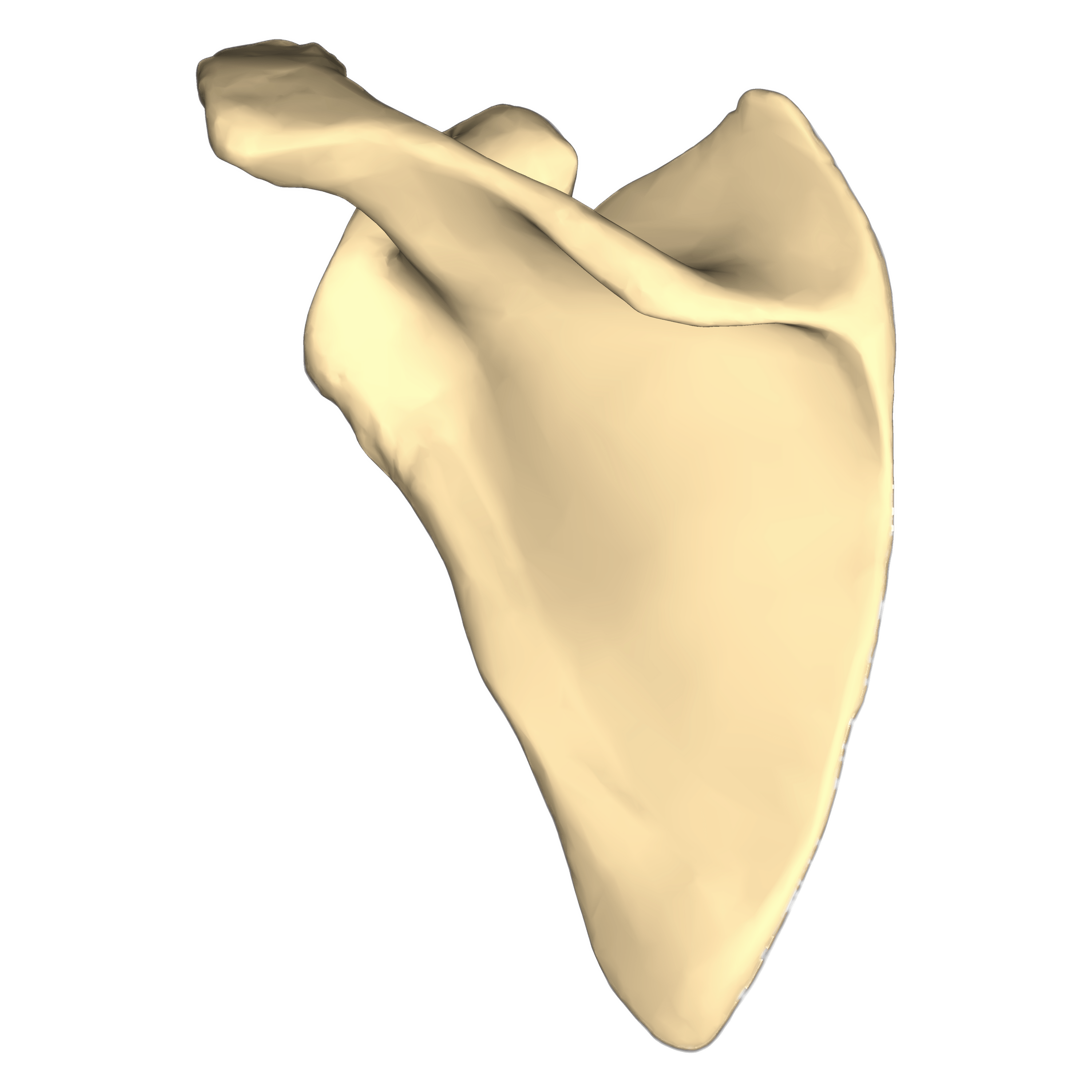 Left Scapula