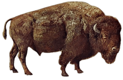 Large Bison