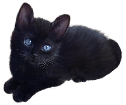Cute Little Black Cat