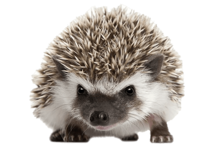 Hedgehog Front View