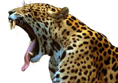 Jaguar Roar